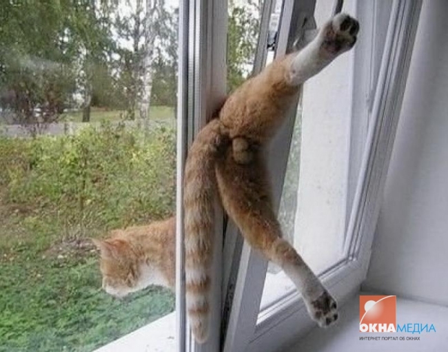 http://www.oknamedia.ru/UserFiles/Image/gallery_group/Smeshnye_Okna/foto_of_cat.jpg