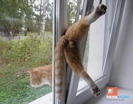 http://www.oknamedia.ru/UserFiles/Image/gallery_group/Smeshnye_Okna/medium/foto_of_cat.jpg