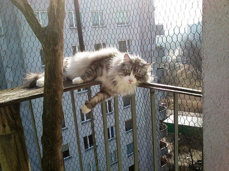Окна и балконы безопасные для кошек, безопасность кошек в окнах