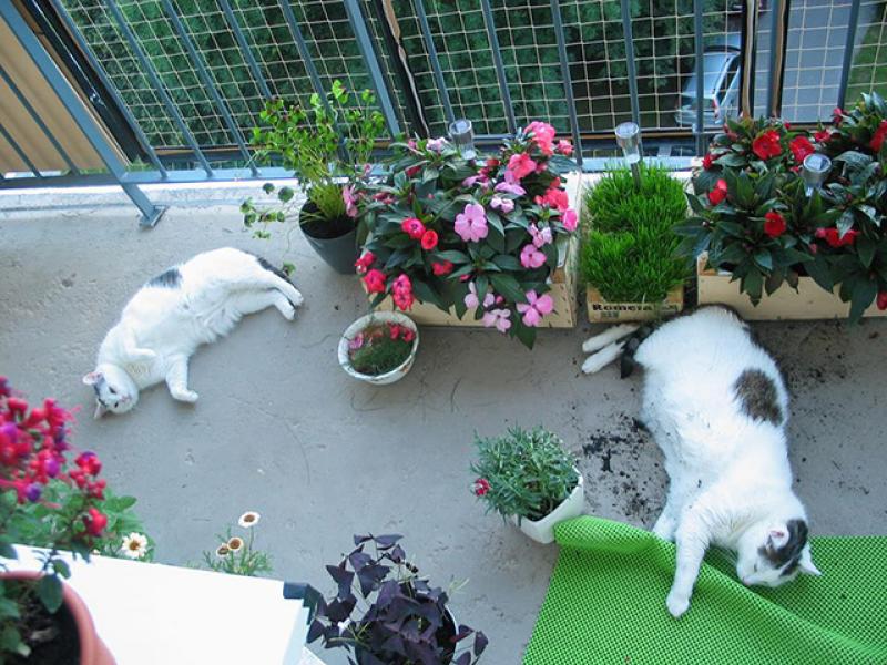 Окна и балконы безопасные для кошек, безопасность кошек в окнах