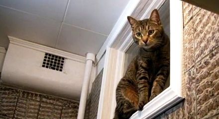 okno mezhdu kuhnej i vannoj tajna raskryta