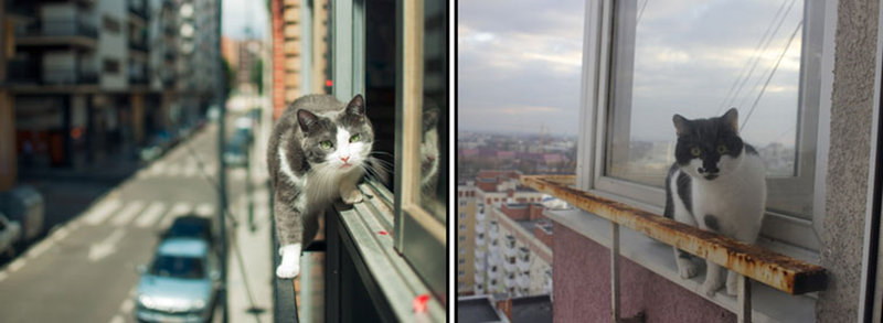 Фото: кошки не приспособлены к падению с большой высоты