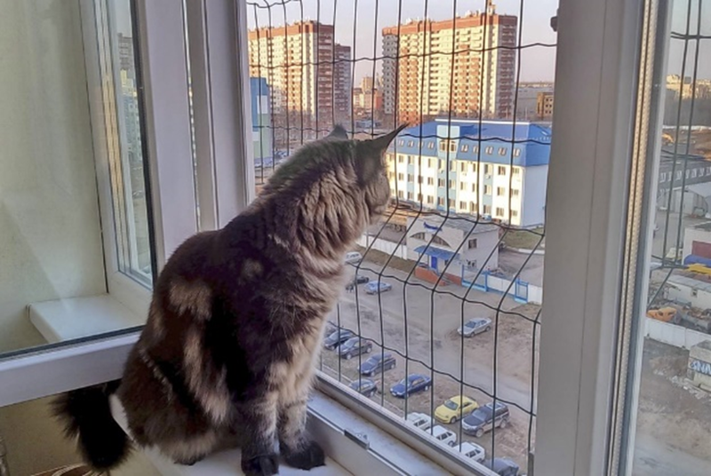 Фото: качественная сетка на окно эффективна для безопасности кошки