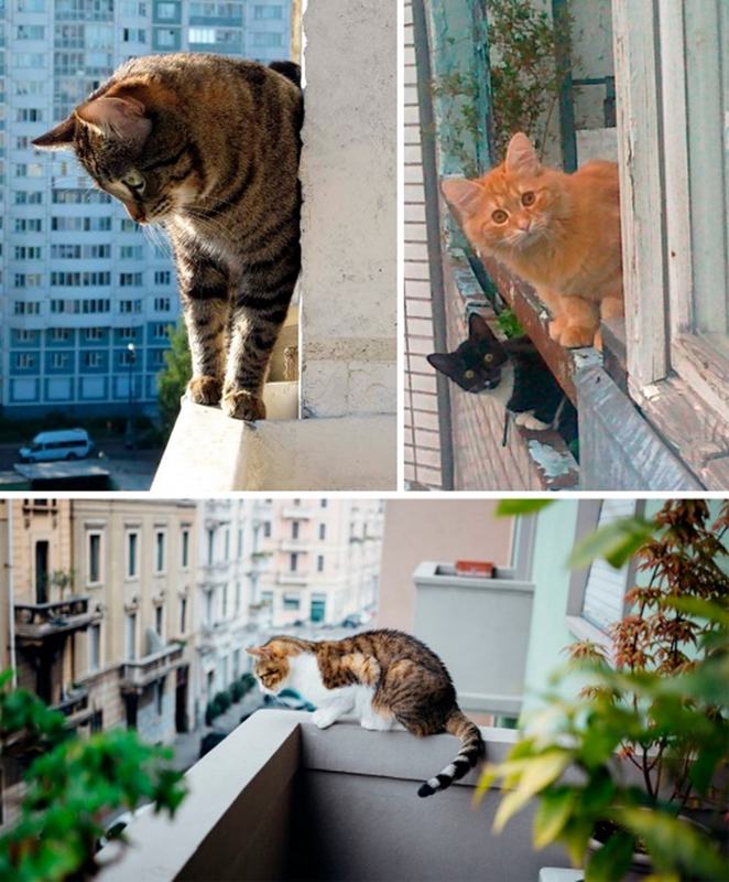Фото: открытый балкон также опасен для жизни кошки