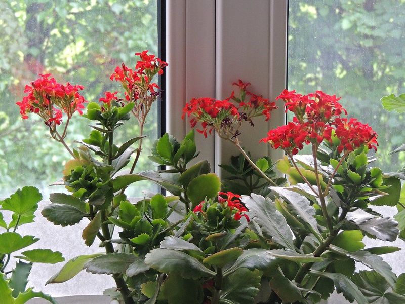 Фото:  мультифункциональное стекло практически не оказывает влияет на рост растений на окне, существенное значение имеет сторона света, на которую выходит окно (южное или северное)