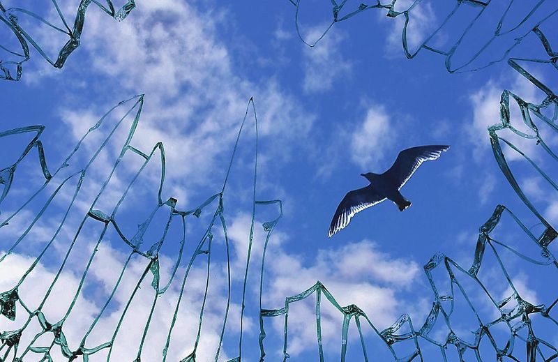 Фото: ежегодно в мире погибает около 1 миллиарда птиц от столкновения со стеклами светопрозрачных конструкций, © 