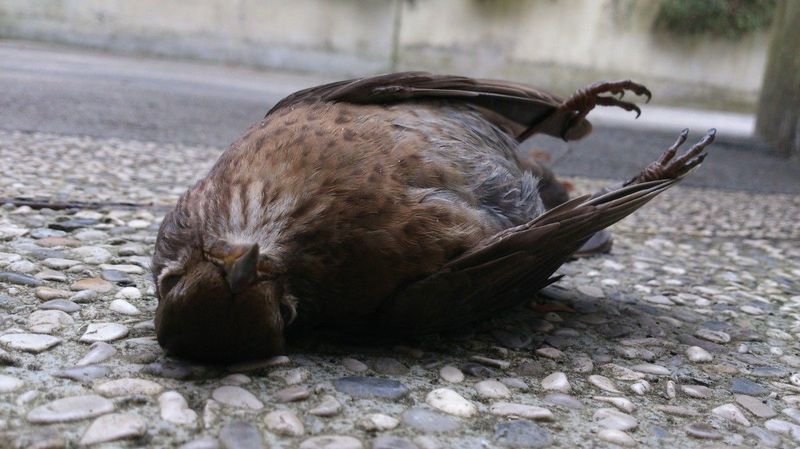 Crows Mysteriously Start Dying in St. Louis Field & Stream