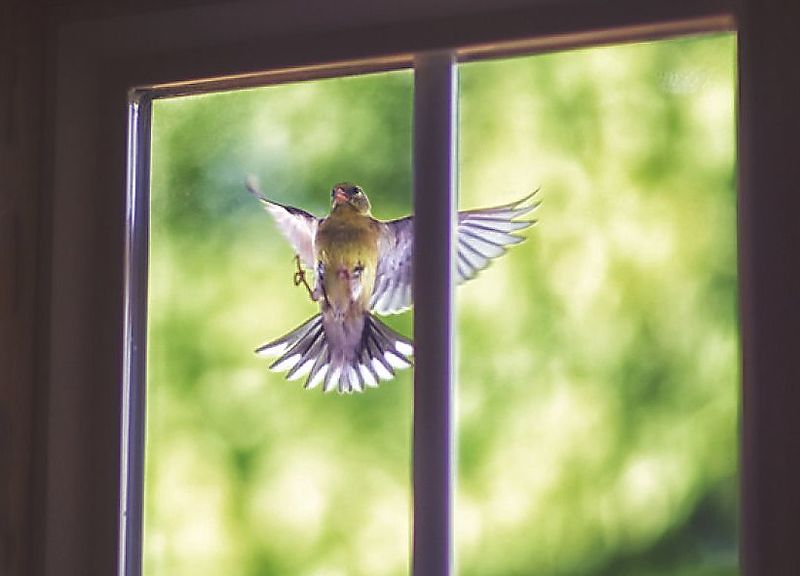 Фото: современное стекло, практически невидимое для птиц – причина столкновения пернатого с окном, © 