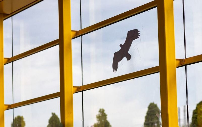 Фото: наклейка на стекло окна в виде силуэта хищной птицы для отпугивания пернатых, © 