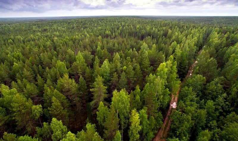 Фото: леса занимают третью часть поверхности Земли, деревянное домостроение
