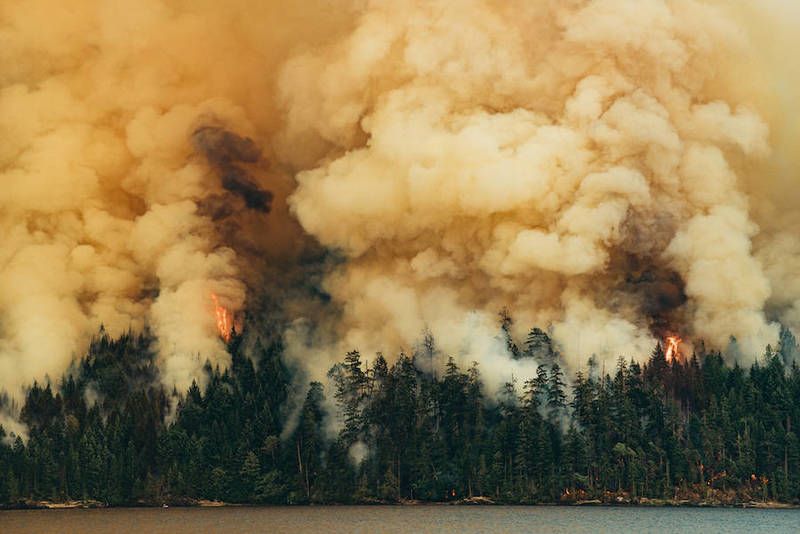 Фото: лесные пожары наносят огромный ущерб для экономики и экосистемы планеты, деревянное домостроение