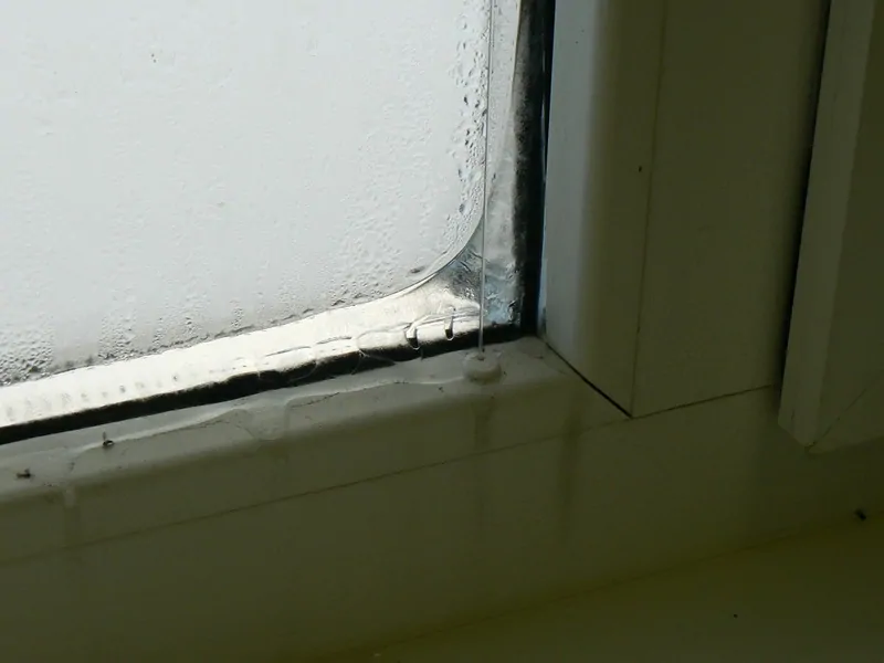 How to fight the annual winter mould attack on your home - ABC News