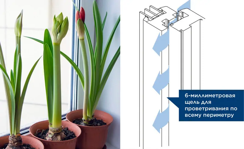 Фото: С микрощелевым проветриванием activPilot Comfort комнатные цветы не придется убирать с подоконника чтобы защитить от переохлаждения. © pixabay.com\winkhaus 