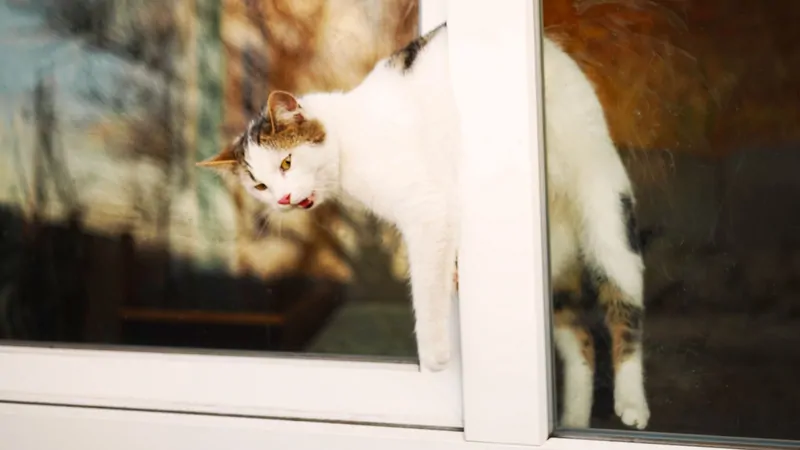 Фото: окно в режиме проветривания с откинутой створкой смертельно опасно для кошек. © photogenica.ru 
