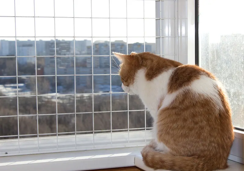 Фото: качественная сетка на окно эффективна для безопасности кошки. © Фотобанк Лoри  