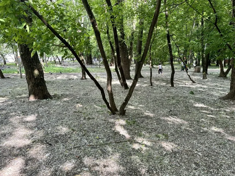 Тополиный пух в городском парке © oknamedia 