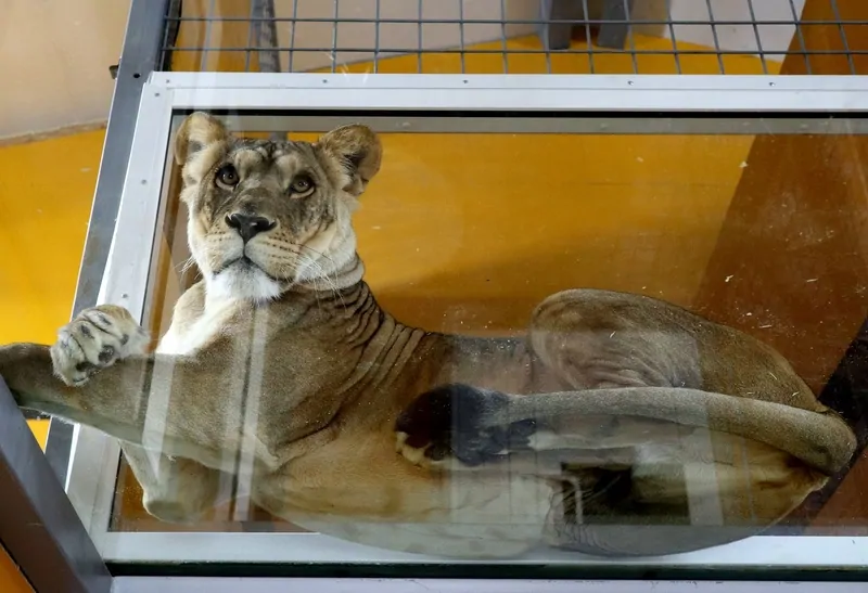 Львицы ходят по триплексу и это безопасно 