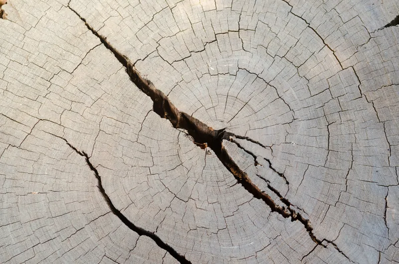 Фото © Фoтобанк Лори    